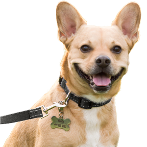 Collar Reflectante de Algodón Suave para Perro Collar Reflectante de Algodón Suave para Perro